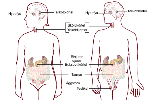 Endokrinológia és Nőgyógyászati endokrinológia - Szegi Medical Center